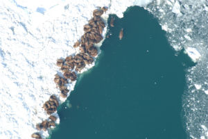 Photo of walrus on the ice.  Photo Credit:  B. Benter/USFWS